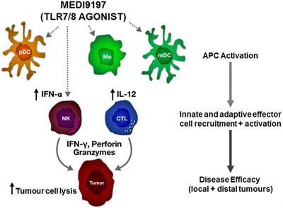 Further Advances in Cancer Immunotherapy: Going Beyond Checkpoint Blockade